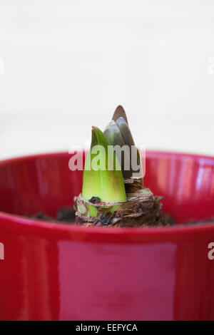 Aufstrebenden Hippeastrum schießt. Stockfoto