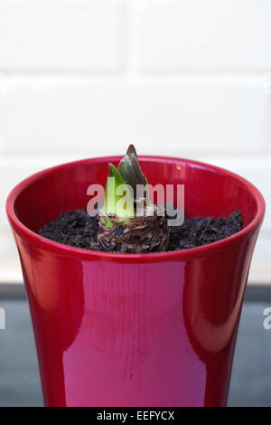 Aufstrebenden Hippeastrum schießt. Stockfoto