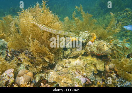 Trumpetfish, Aulostomus Maculatus, Unterwasser in einem Korallenriff des karibischen Meeres Stockfoto