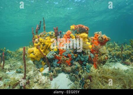 Unterwasser Korallenriff mit wunderschönen Farben der Meerschwamm, Caribbean Stockfoto