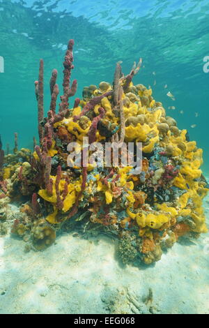 Bunte Schwämme unter dem Meer in einem Korallenriff, Caribbean Stockfoto