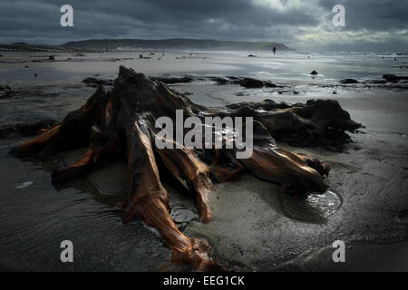 Versteinerte Bäume, die durch einen Seesturm in Borth, Ceredigion, Wales, aufgedeckt wurden. Stockfoto