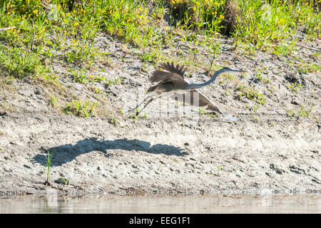 Ein Graureiher entfernt sich vom Ufer des Flusses. Stockfoto