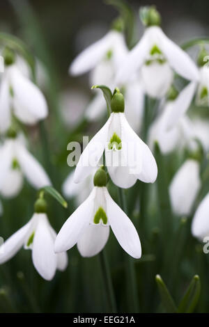 Galanthus 'Atkinsii'. Spezies Schneeglöckchen wachsen am Rande eines Waldes Garten. Stockfoto