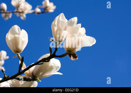 Magnolia 'Legacy' Blüte vor blauem Himmel. Stockfoto