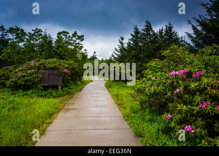 Weg durch die Roan Mountain Rhododendron-Gärten, in der Nähe von Carver Lücke, Tennessee. Stockfoto