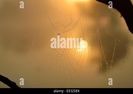 Tau bedeckten Spinnennetz und aufgehende Sonne spiegelt sich in den kleineren der Stift Teiche, Richmond Park, London Stockfoto