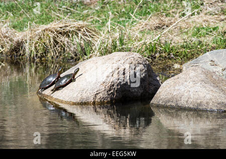 Zwei bemalte Schildkröten Aalen in der Sonne auf einem Felsen. Stockfoto