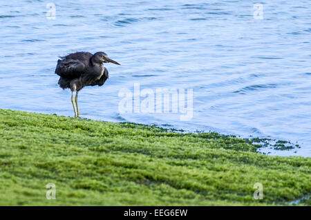 Ein Pazifik Reef-Reiher am Sunabe Beach in Okinawa, Japan. Stockfoto