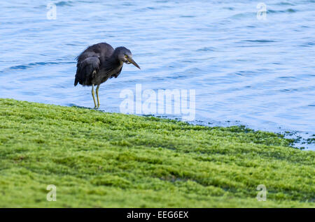 Ein Pazifik Reef-Reiher am Sunabe Beach in Okinawa, Japan. Stockfoto