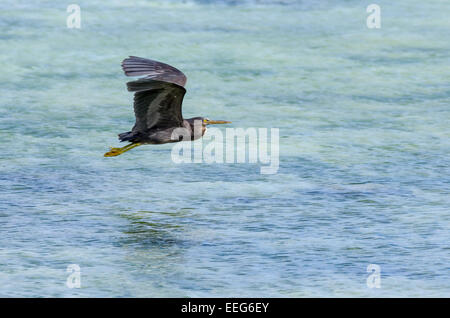 Ein Pazifik-Reef-Reiher fliegt über dem Wasser am Sunabe Beach in Okinawa, Japan. Stockfoto