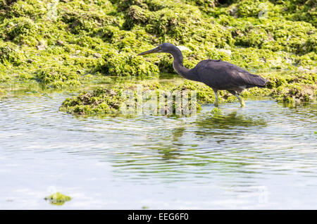 Ein Pazifik Reef-Reiher am Sunabe Beach in Okinawa, Japan. Stockfoto