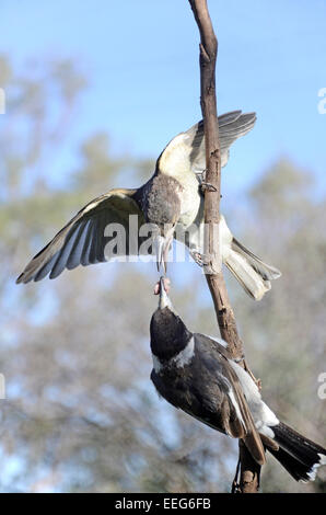 Australische grau Butcherbird, Cracticus Manlius Jungen füttert Stockfoto