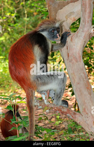 Vom Aussterben bedrohte Zanzibar roten Colobus Affen (Procolobus Kirkii), Jozani Forest, Zanzibar Stockfoto