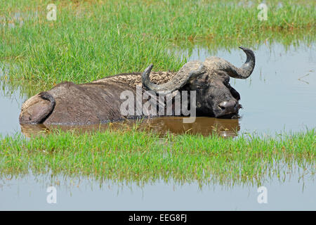 Afrikanischer Büffel (Syncerus Caffer) liegen im flachen Wasser, Lake-Nakuru-Nationalpark, Kenia Stockfoto