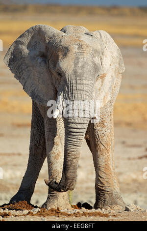 Große afrikanische Elefant (Loxodonta Africana) Bull Schlamm, Etosha Nationalpark, Namibia Stockfoto