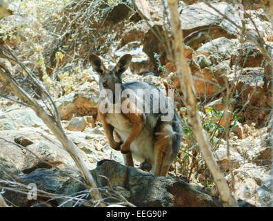 Gelb-footed Rock Wallaby, Petrogale Xanthopus, Arkaroola Resort und Wilderness Sanctuary, South Australia Stockfoto