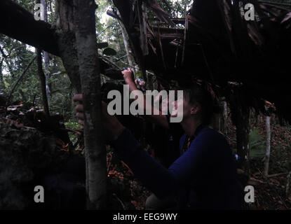 Ökotouristen in Vogel verstecken gerade rote Vogel des Paradieses in den Regenwald führen, Gam Insel, Raja Ampat, Provinz Papua, Stockfoto