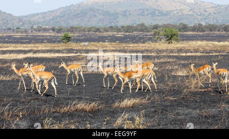 Eine Herde von Impala, Aepyceros Melampus, verbrannt zu Fuß auf ein Stück Land in Serengeti Nationalpark, Tansania Stockfoto