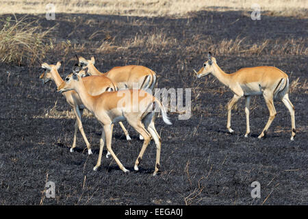 Eine Herde von Impala, Aepyceros Melampus, verbrannt zu Fuß auf ein Stück Land in Serengeti Nationalpark, Tansania Stockfoto