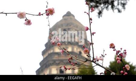 Suzhou, China Jiangsu Provinz. 18. Januar 2015. Pflaumenblüte im Park Huqiu (Tiger Hill) in Suzhou, der ostchinesischen Provinz Jiangsu, 18. Januar 2015 gelten. © Hängen Xingwei/Xinhua/Alamy Live-Nachrichten Stockfoto