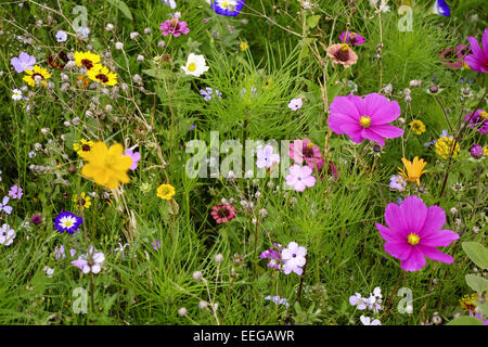 Bunte Blumenwiese Im Sommer, bunte Blumenwiese im Sommer, außen, Wildblumen, Wildblumen, Wiesen, Wiese, Blumen, fließen Stockfoto