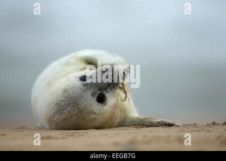 Grey Seal (Halichoerus Grypus) Welpen spielen am Strand Stockfoto