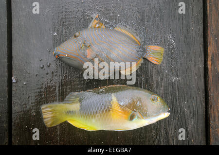 Zwei kleine Fische gefangen von Kindern abseits der Anlegestelle in Yenbeser, Gam Insel, Raja Ampat, Provinz Papua, Indonesien Stockfoto