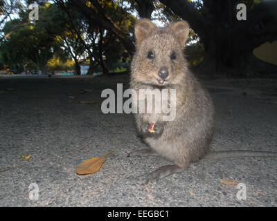 Quokka (Setonix Brachyurus) Essen gefallene Feigen auf der Straße, Rottnest Island, Western Australia Stockfoto