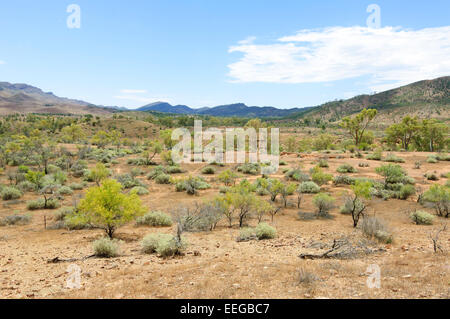 Spärliche Vegetation wächst auf aridem Land, Brachina Gorge, Flinders Ranges, South Australia Stockfoto