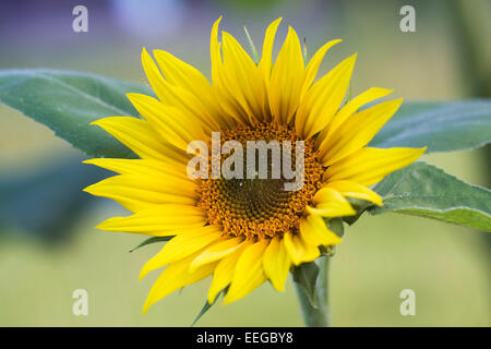 Helianthus Annuus. Sonnenblumen im Garten. Stockfoto