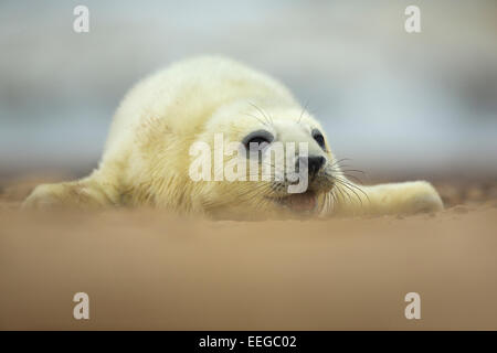 Grey Seal (Halichoerus Grypus) Welpen am Strand entlang kriechen Stockfoto