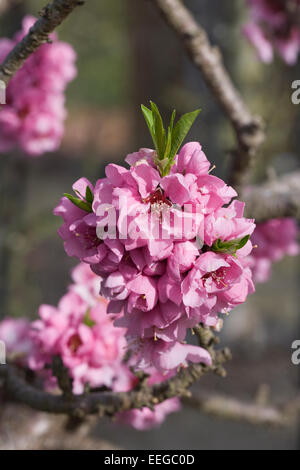 Prunus Persica "Bonanza". Pfirsichblüte im Frühjahr. Stockfoto