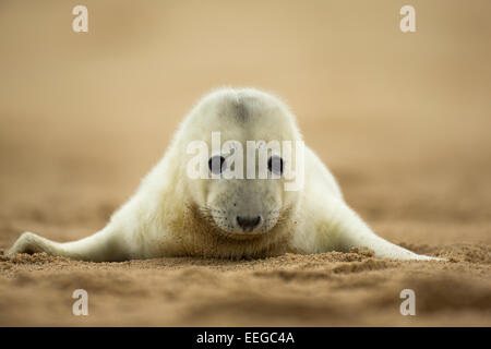 Grey Seal (Halichoerus Grypus) Welpe Verlegung auf einem Sandstrand, niedlich Stockfoto