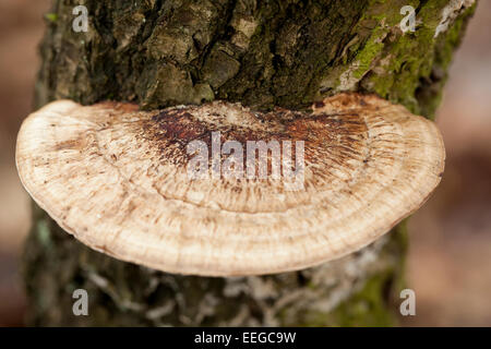 großer Pilz (Daedaleopsis Confragosa) am Stamm im Wald Stockfoto