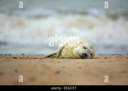 Grey Seal (Halichoerus Grypus) Welpe schlafend auf einem Sandstrand, niedlich, während die Wellen im Hintergrund zum Absturz Stockfoto