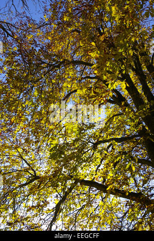 Kastanienbaum Im Herbst Mit Sonnenstrahlen, Kastanienbaum im Herbst mit Sonnenstrahlen, Kastanie, Kastanienbaum, Rosskastanie, Brust Stockfoto