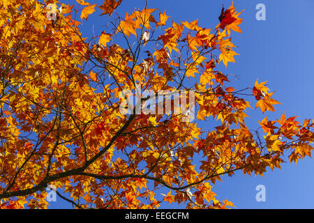 Farbige Blätter Eines Ahornbaumes Im Herbst Vor Blauem Himmel, Blätter farbig ein Ahornbaum im Herbst gegen blauen Himmel, Acer p Stockfoto