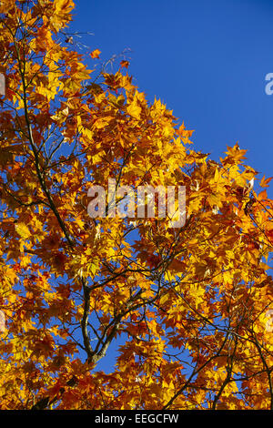 Farbige Blätter Eines Ahornbaumes Im Herbst Vor Blauem Himmel, Blätter farbig ein Ahornbaum im Herbst gegen blauen Himmel, Acer p Stockfoto