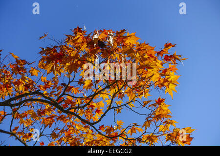 Farbige Blätter Eines Ahornbaumes Im Herbst Vor Blauem Himmel, Blätter farbig ein Ahornbaum im Herbst gegen blauen Himmel, Acer p Stockfoto