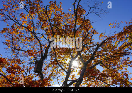 Farbige Blätter Eines Ahornbaumes Im Herbst Vor Blauem Himmel, Blätter farbig ein Ahornbaum im Herbst gegen blauen Himmel, Acer p Stockfoto