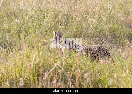 Ein Serval Leptailurus Serval, in der Savanne Serengeti Nationalpark, Tansania. Dieser mittlere Afrikanischen Wildkatze ist ein elu Stockfoto