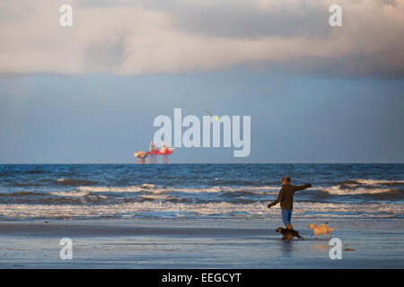 Hund spielt am Strand, Southport, Merseyside, UK. 18. Jan 2015. UK Wetter. Dog Walker auf ainsdale Strand mit der Blauen Flagge prämierte Strand der Gezeiten liegender. Klare, helle, sonnige Start nach einer kalten Nacht am Strand des Resorts. Dog Walker Training seine Hunde mit Morecambe Bay Gas Rigs im Hintergrund. Stockfoto