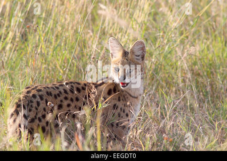 Ein Serval Leptailurus Serval, in der Savanne Serengeti Nationalpark, Tansania. Dieser mittlere Afrikanischen Wildkatze ist ein elu Stockfoto