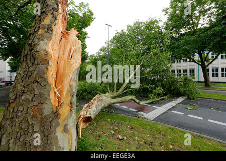 Essen, Deutschland, Sturmschäden, Unwetter in NRW Stockfoto