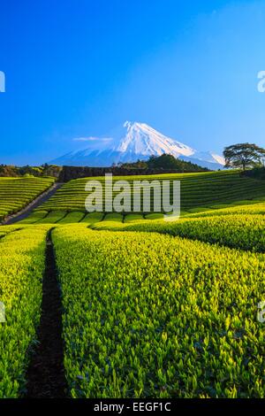 Japanischer grüner Teeplantage und Mt. Fuji, Shizuoka, Japan Stockfoto