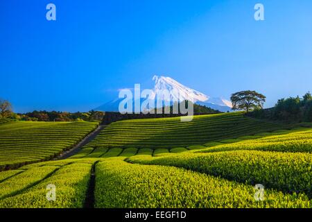 Japanischer grüner Teeplantage und Mt. Fuji, Shizuoka, Japan Stockfoto