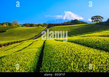 Japanischer grüner Teeplantage und Mt. Fuji, Shizuoka, Japan Stockfoto