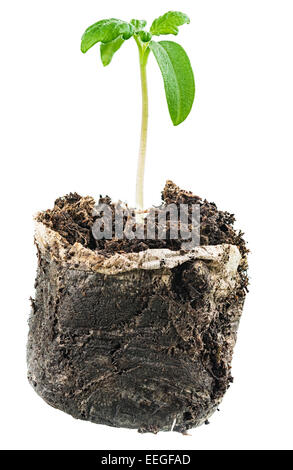 Grün sprießen aus dem Boden wachsen. Isoliert auf weiss Stockfoto