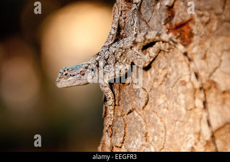 Südlichen Baum Agama (Acanthocercus Atricollis) in Skukuza, Krüger Nationalpark, Südafrika Stockfoto